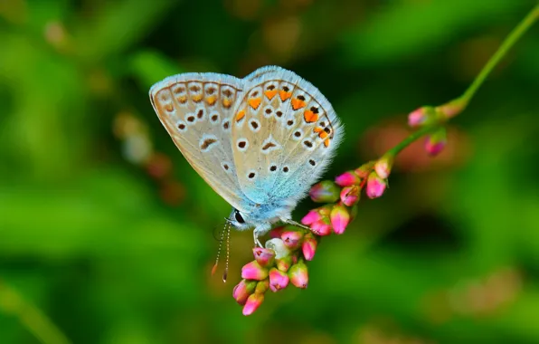 Картинка Макро, Бабочка, Macro, Butterfly