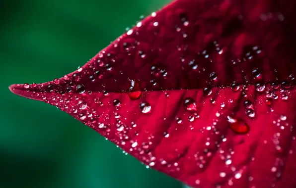 Картинка осень, листья, капли, макро