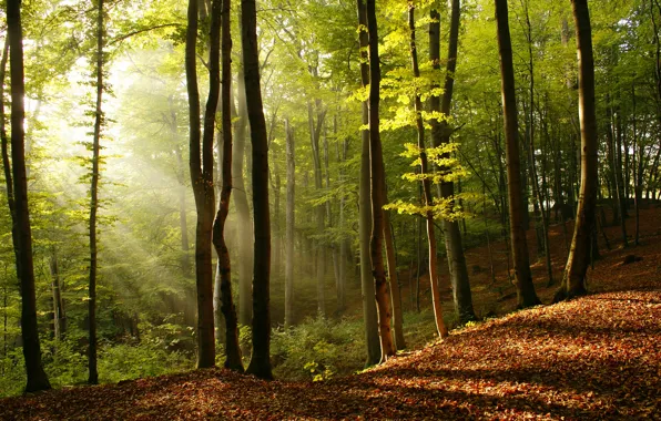 Картинка листья, свет, деревья, природа, дерево, красота, лучи солнца
