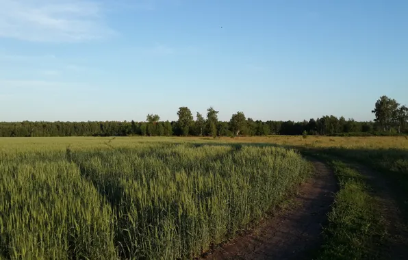 Поле, лето, природа, день