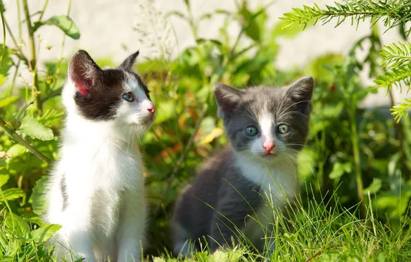 Картинка котята, grass, травка, веточки, kittens, twigs