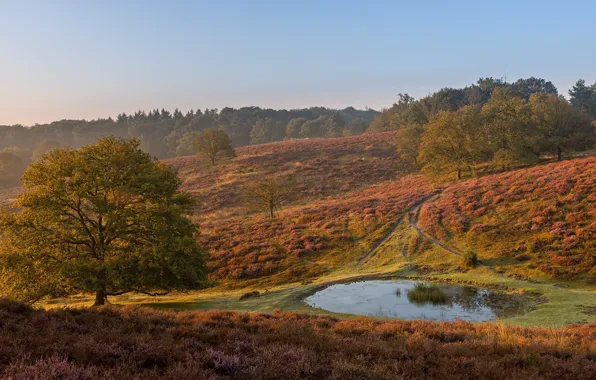 Картинка рассвет, Нидерланды, Голландия, Rheden, Gelderland, Posbank