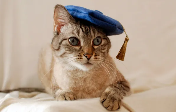 Картинка кошка, кот, взгляд, синий, берет