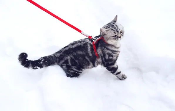 Зима, кошка, кот, снег, котенок, поводок, британский, британец