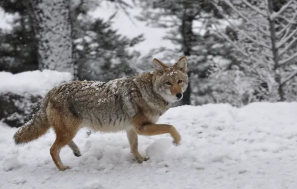 Картинка снег, животное, волк, койот