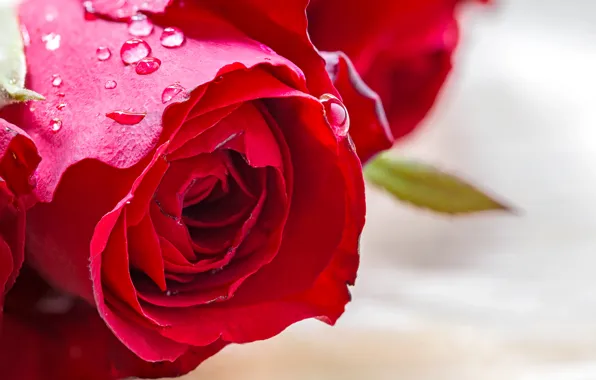 Цветок, макро, бутон, красная роза, flower, macro, Bud, rose red