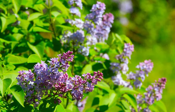 Flower, leafs, spring, lilac, blooming