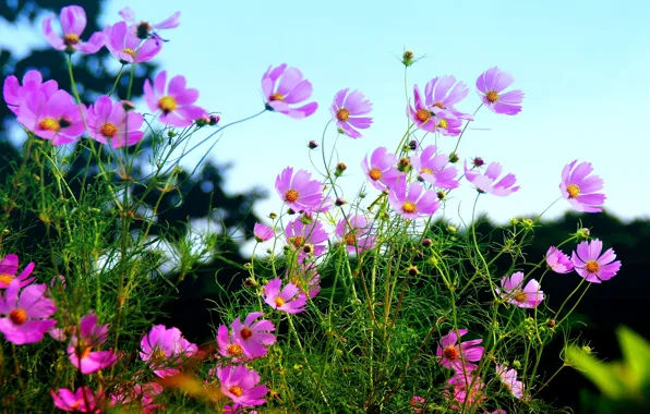 Картинка summer, field, nature, pink, flowers, blossoms