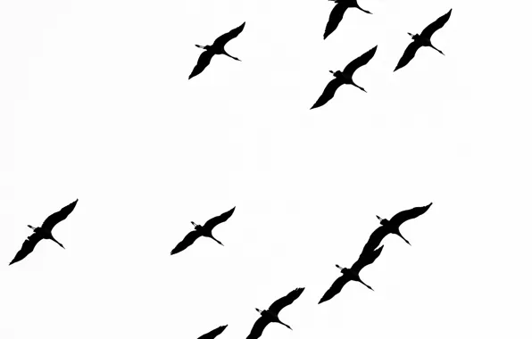Картинка свобода, птицы, полёт