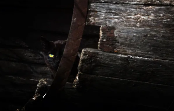 Кошка, взгляд, фон