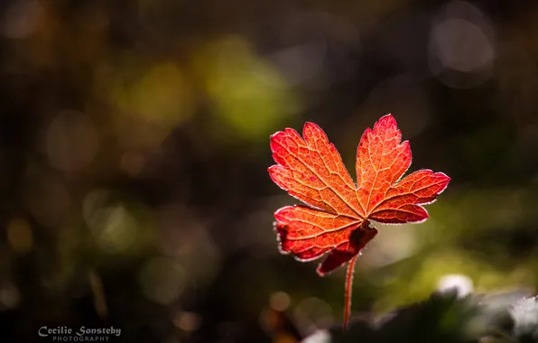 Осень, макро, свет, красный, листок