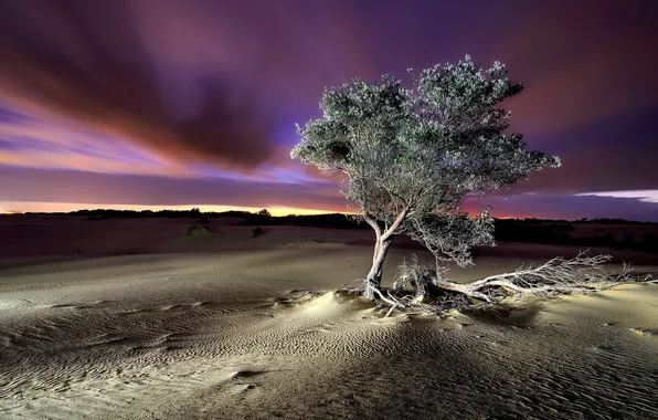 Пейзаж, ночь, дерево, пустыня