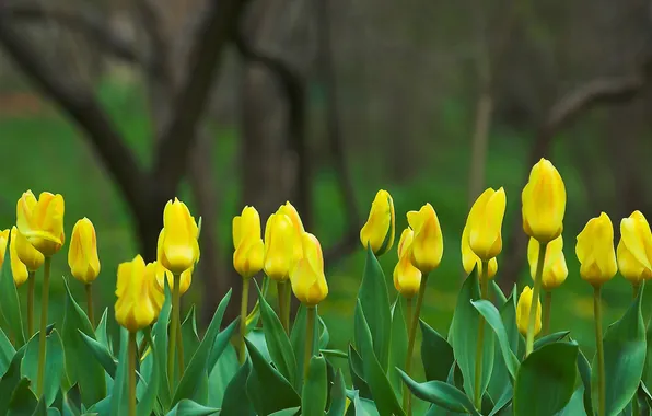 Картинка цветы, желтый, природа, фокус, весна, Тюльпаны, бутоны