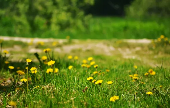 Картинка лето, трава, цветы, одуванчики, природа