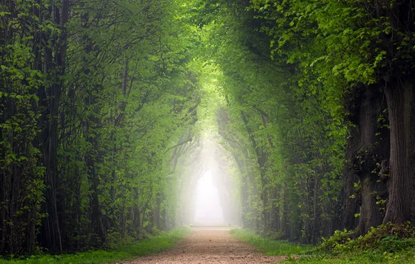 Дорога, деревья, туман