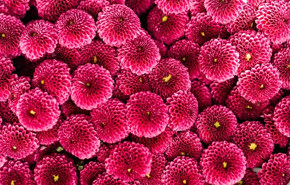 Красота, флора, пурпурные цветы, хризантема сантини, Karolina Grabowska, chrysanthemum santini purpetta