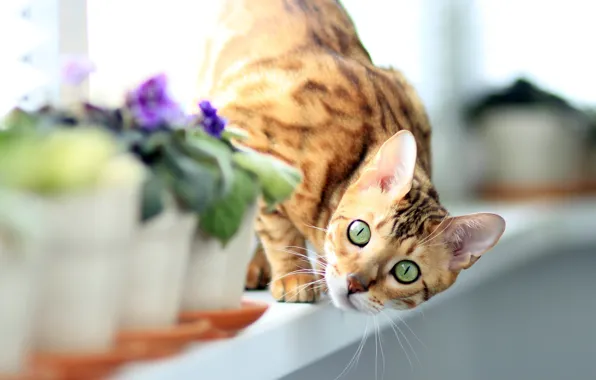 Кошка, кот, взгляд, цветы, поза, подоконник, светлый фон, боке