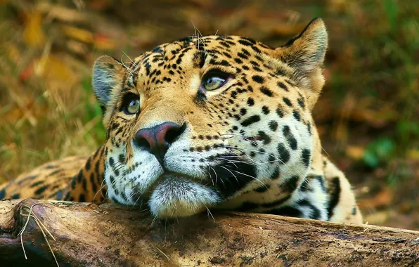 Взгляд, Леопард, лежит, leopard