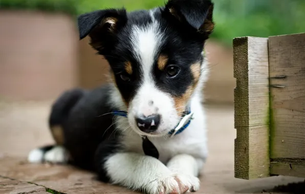 Картинка милая, щенок, черно-белое, очень красивая