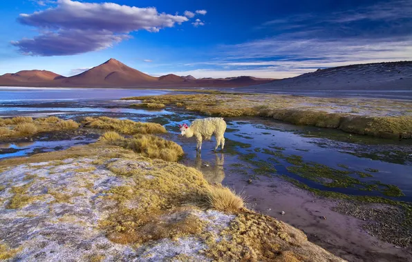 Картинка пейзаж, горы, лама, Боливия