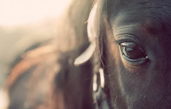 Макро, глаз, конь
