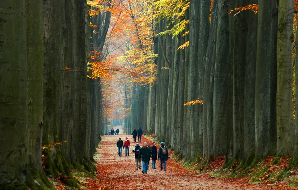 Картинка осень, лес, листья, деревья, парк, люди, аллея