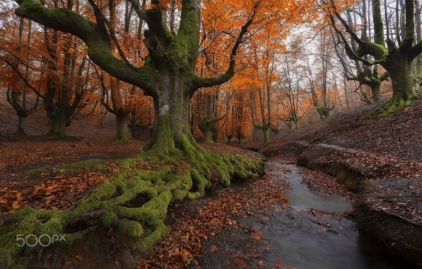 Картинка осень, природа, Испания, баския