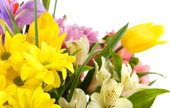 Картинка цветы, тюльпаны, белый фон, ирисы, белые хризантемы