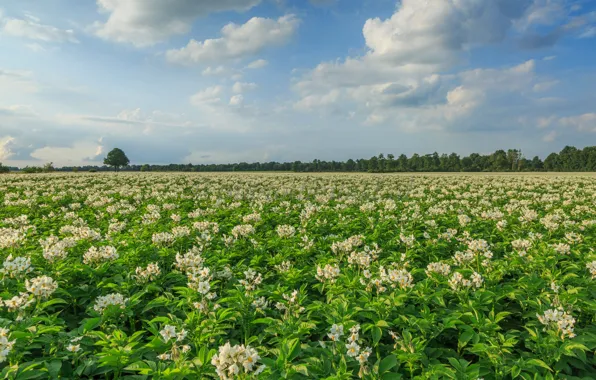 Картинка поле, Нидерланды, Голландия, Aa en Hunze, Drenthe, цветущий картофель