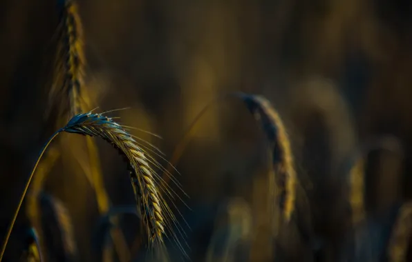 Картинка пшеница, поле, макро, фон, widescreen, обои, рожь, размытие