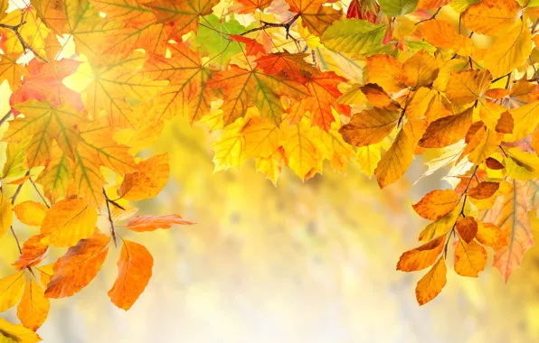 Осень, листья, colorful, background, autumn, leaves, осенние