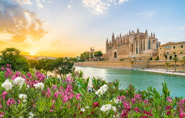 Картинка Цветы, Речка, Испания, Spain, Майорка, Mallorca, Palma de Mallorca, Palma Cathedral