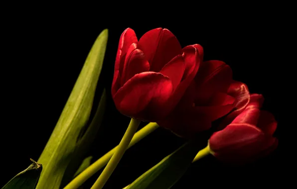 Картинка цветы, фон, тюльпаны