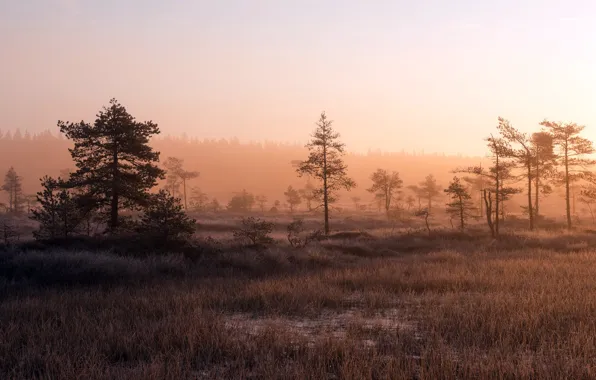 Картинка осень, туман, утро