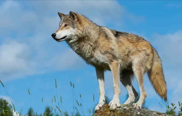 Взгляд, поза, волк, control, wolf, look, pose