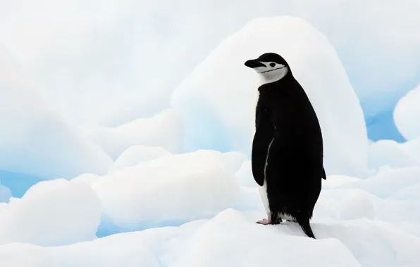 Льдины, Антарктида, Антарктический пингвин