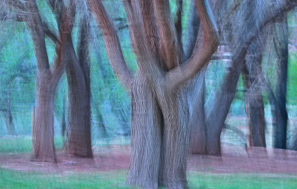 Картинка лес, трава, деревья, абстракция, штрих
