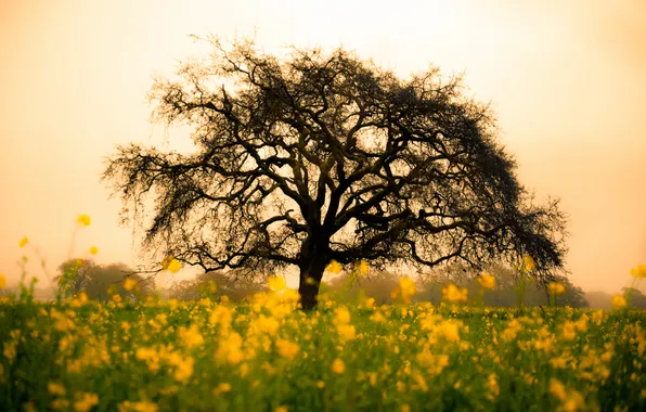 Картинка поле, цветы, природа, дерево, жёлтые