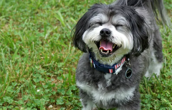 Картинка радость, настроение, собака