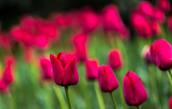 Картинка краски, весна, лепестки, сад, луг, тюльпаны