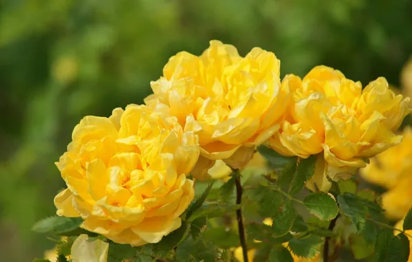 Картинка макро, лепестки, жёлтые розы
