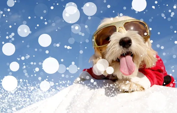 Зима, снег, собака, очки, костюм, Christmas, winter, snow