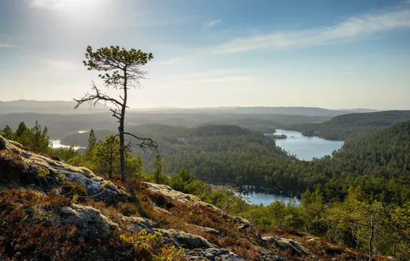 Картинка пейзаж, горы, дерево