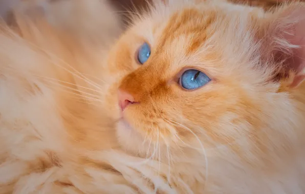 Кошка, кот, взгляд, поза, портрет, пушистый, рыжий, голубые глаза