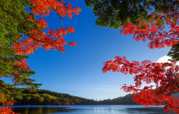 Картинка осень, небо, листья, деревья, озеро, багрянец