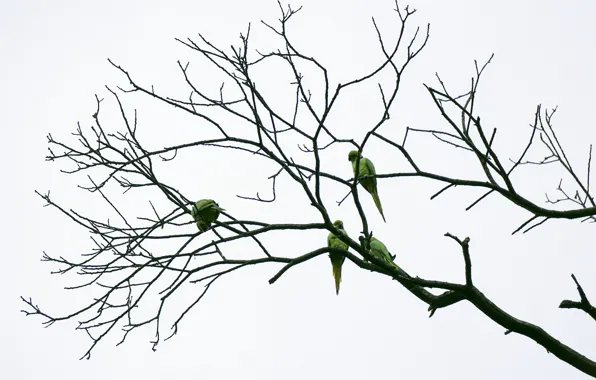 Branches, parakeets, cloudy