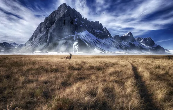 Картинка поле, горы, олень