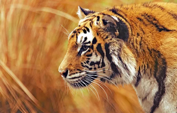 Tiger, animal, wildlife, big cat