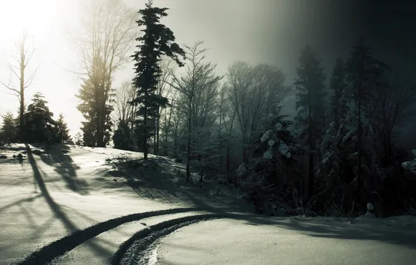Картинка зима, солнце, снег, деревья, следы, туман, черно-белое