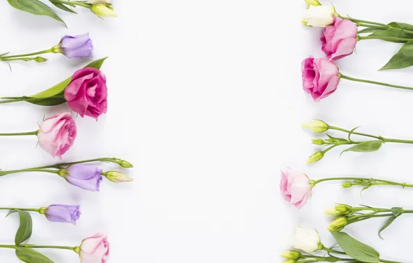 Картинка цветы, бутоны, fresh, pink, flowers, violet, эустома, eustoma